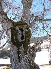 Mulmhöhle